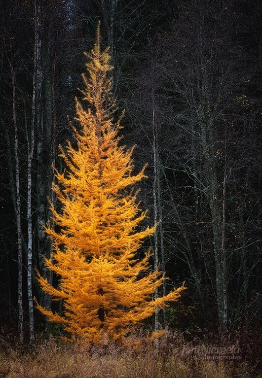Золотая пора: краски осени на атмосферных снимках фотографа из Финляндии