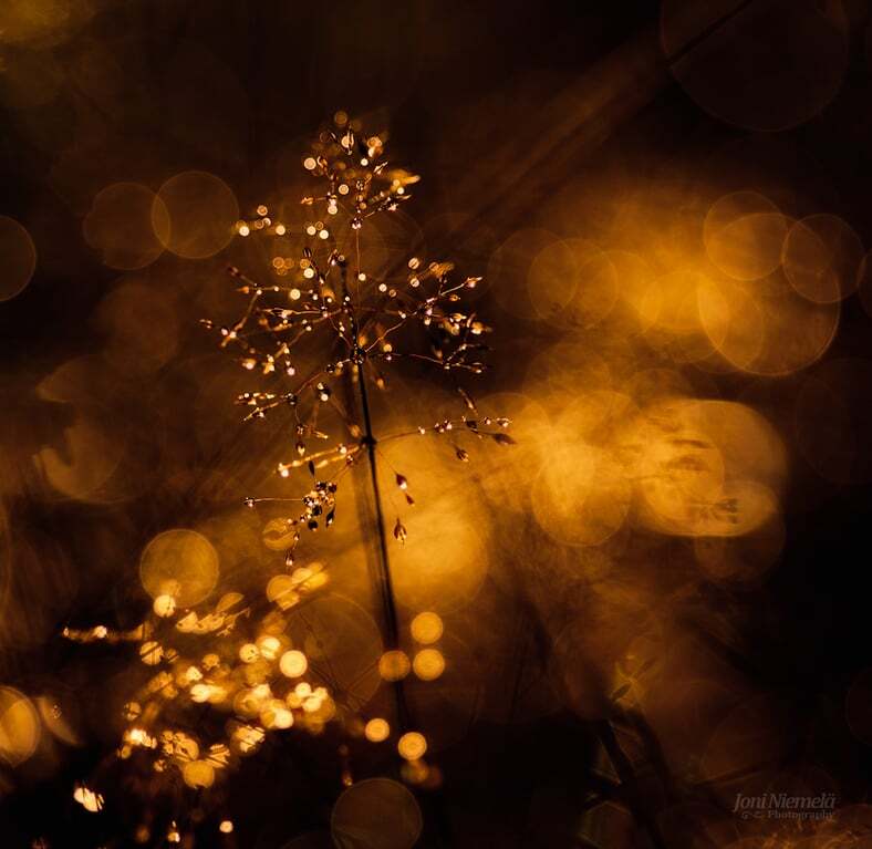 Золотая пора: краски осени на атмосферных снимках фотографа из Финляндии