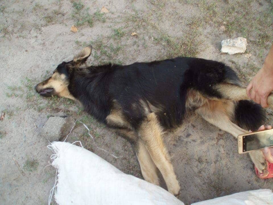 У Києві невідомі жорстоко вбили собак: поліція завела справу