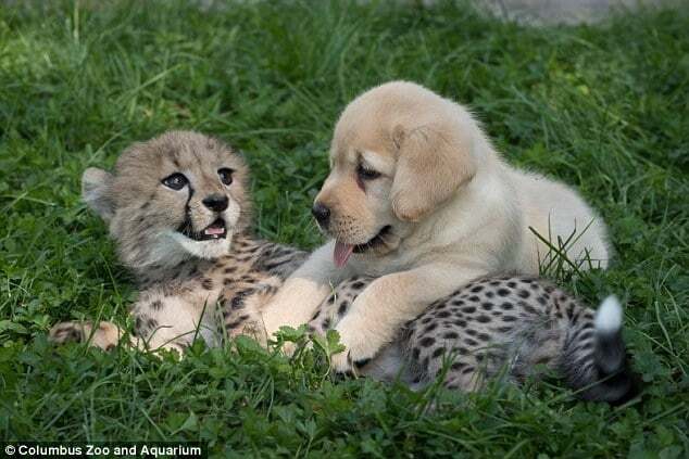 Одинокий детеныш гепарда подружился со щенком: трогательные фото