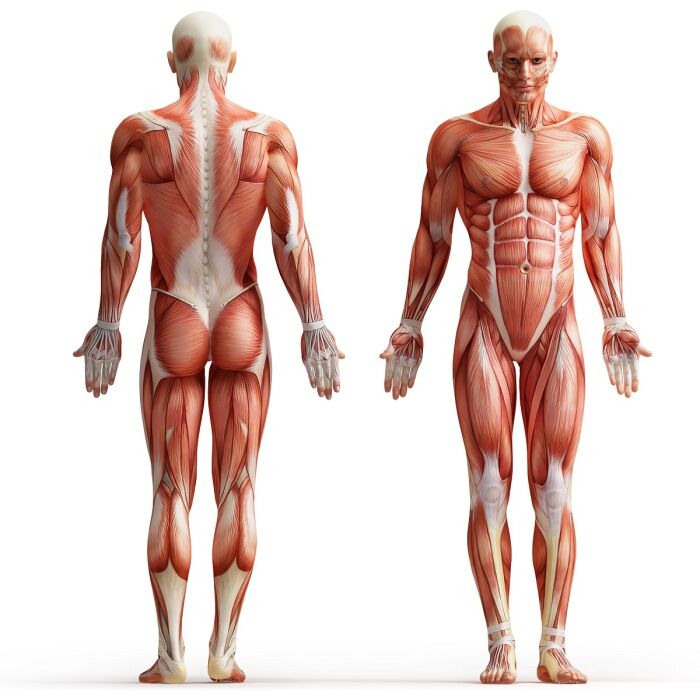 20 неожиданных фактов о человеческих мышцах
