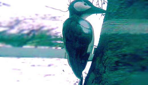 Поделки из пластиковых бутылок - дятел.