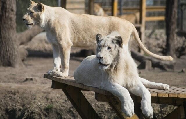 В венгерском зоопарке на глазах у посетителей родился белый львенок: опубликованы фото и видео