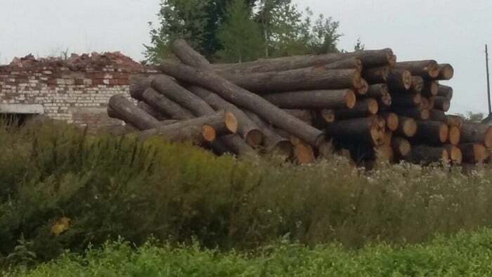 СБУ разоблачила масштабную вырубку лесов во Львовской области. Фотофакт