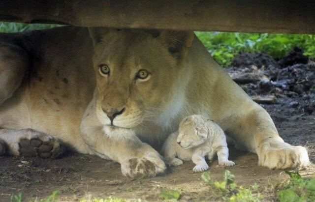 В венгерском зоопарке на глазах у посетителей родился белый львенок: опубликованы фото и видео
