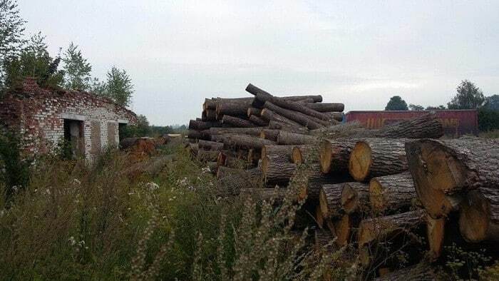 СБУ разоблачила масштабную вырубку лесов во Львовской области