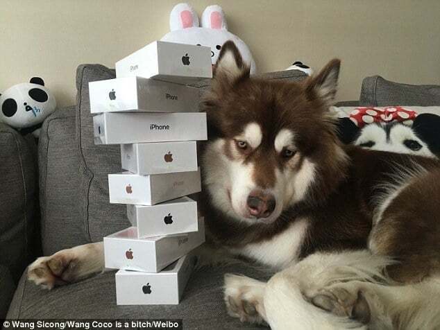 Причуды богачей: сын китайского миллиардера купил своей собаке восемь iPhone 7