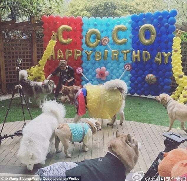 Причуды богачей: сын китайского миллиардера купил своей собаке восемь iPhone 7
