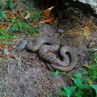 В Киеве возле школы нашли огромную змею: опубликовано фото