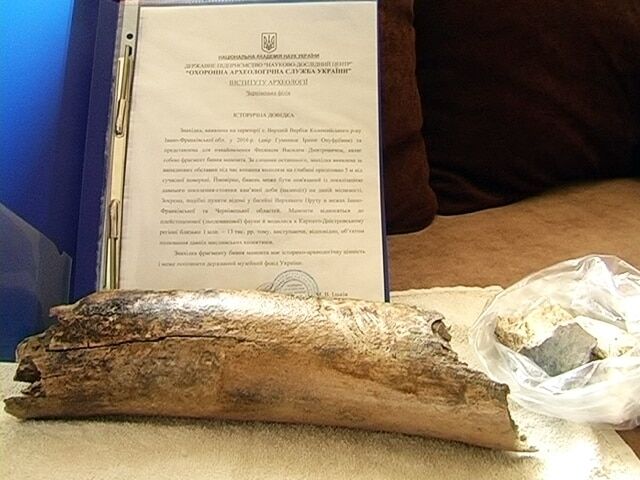 Доисторическая находка: на Прикарпатье откопали бивень мамонта - фотофакт