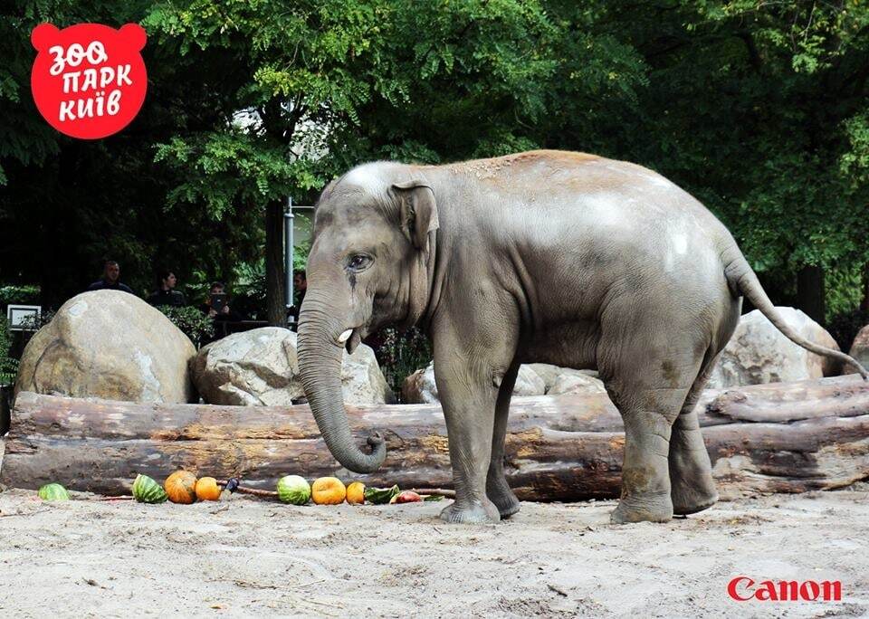 В киевском зоопарке слона угостили деликатесом в честь праздника: опубликованы фото