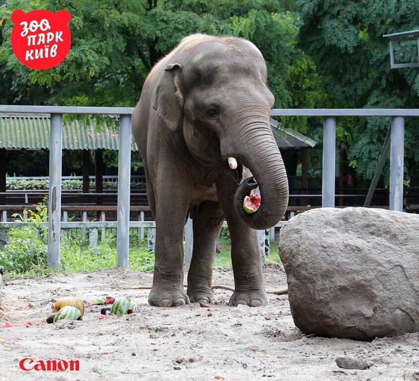 В киевском зоопарке слона угостили деликатесом в честь праздника: опубликованы фото