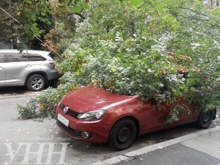 В центре Киева огромное дерево упало на автомобили