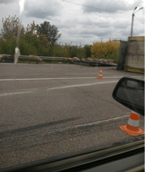Необычное ДТП в Харькове: свиньи перекрыли проезд
