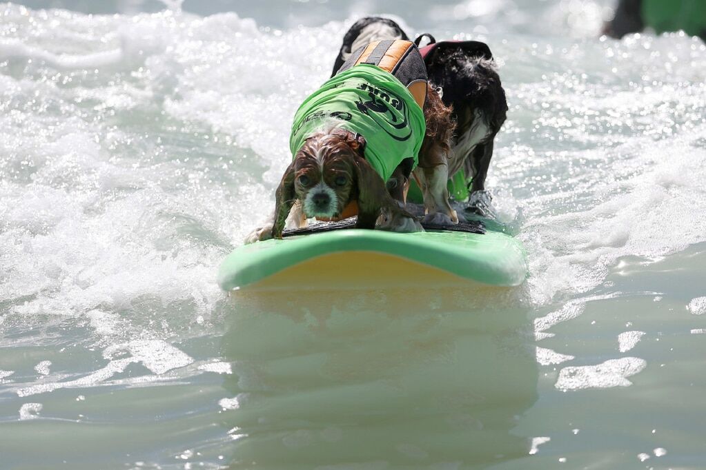 В Калифорнии прошли соревнования по собачьему серфингу: поразительные фото