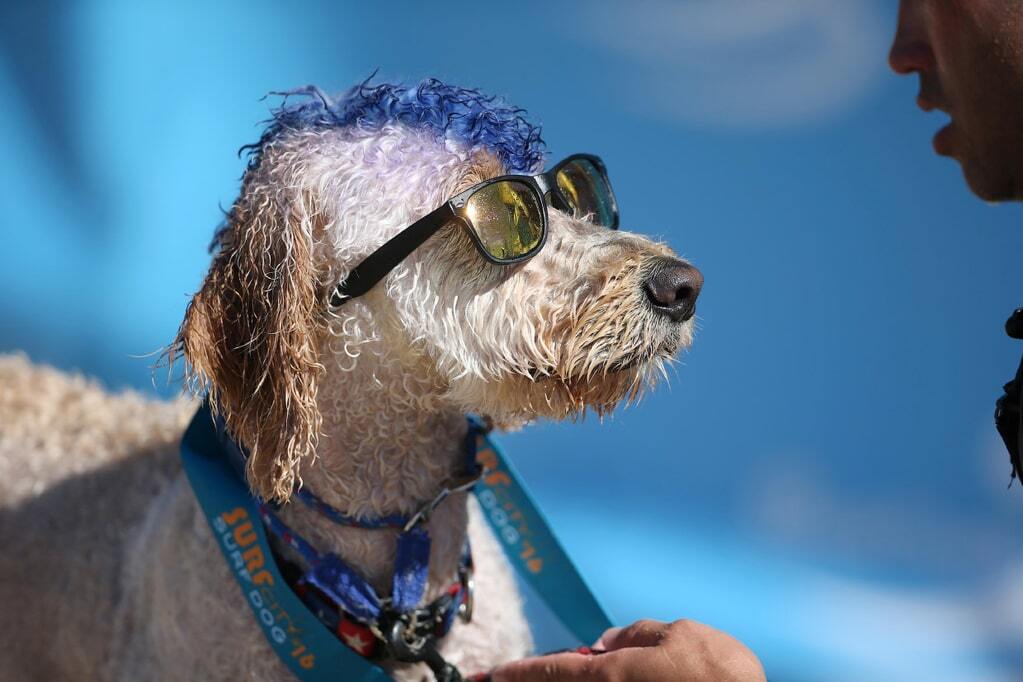 У Каліфорнії пройшли змагання із собачого серфінгу