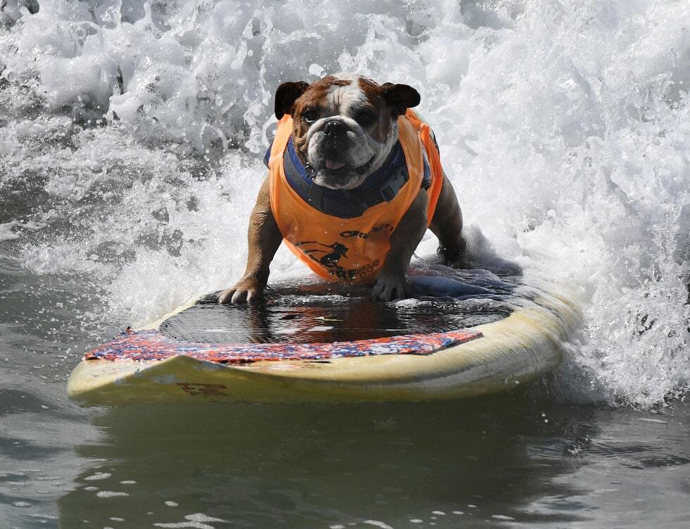 У Каліфорнії пройшли змагання із собачого серфінгу