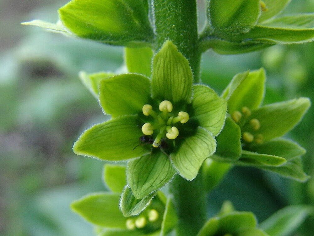 Надшвидкий гриб та "висяче" болото: топ-10 дивовижних фактів про природу Карпат - фото