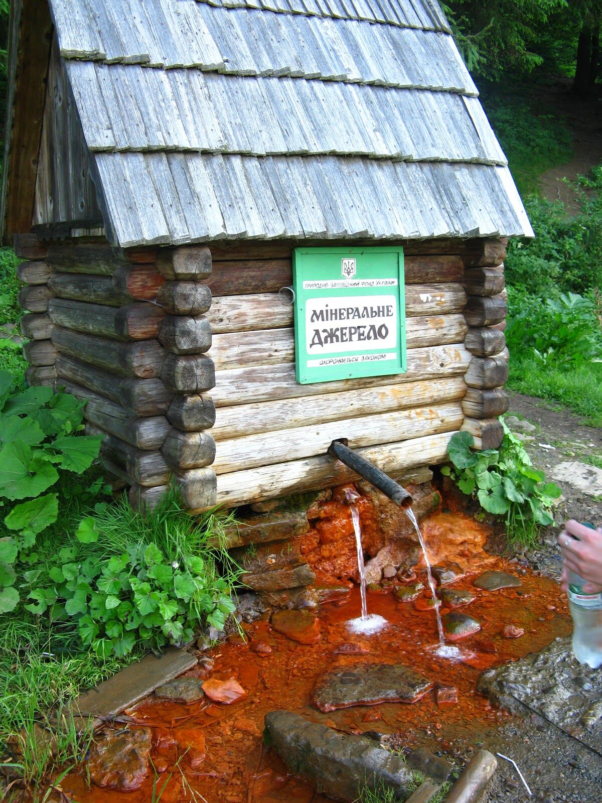 Надшвидкий гриб та "висяче" болото: топ-10 дивовижних фактів про природу Карпат - фото