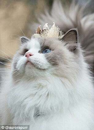 Принцеса Аврора: кішка з розкішним гардеробом підкорила мережу