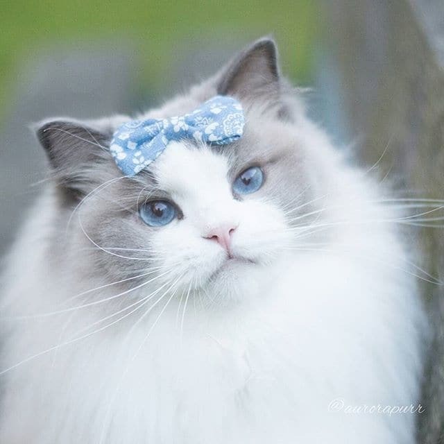 Принцесса Аврора: кошка с роскошным гардеробом покорила сеть