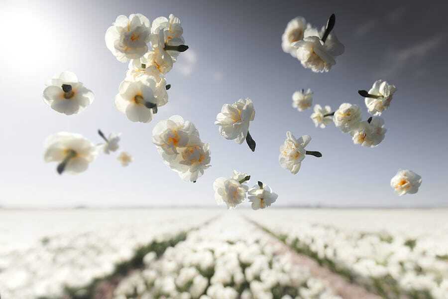"Цветы в невесомости": невероятно красивый фотопроект