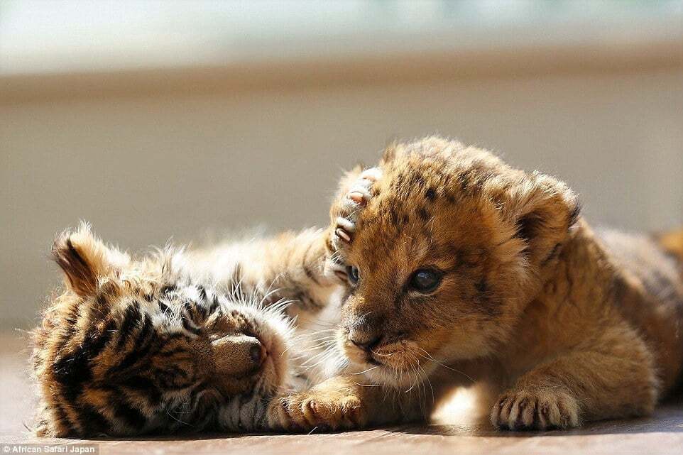 У японському зоопарку левеня і тигреня стали кращими друзями