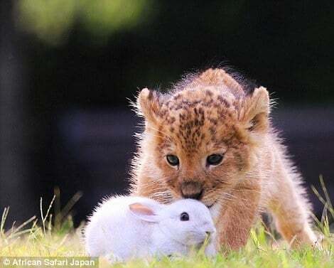 В японском зоопарке львенок и тигренок стали лучшими друзьями: удивительные фото