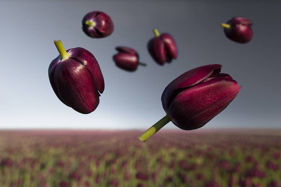 "Цветы в невесомости": невероятно красивый фотопроект