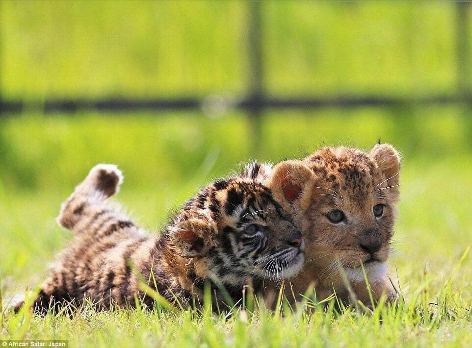 В японском зоопарке львенок и тигренок стали лучшими друзьями: удивительные фото