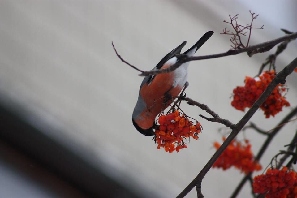 Пузатый обжора: в Киеве заметили редкостных зимних птиц