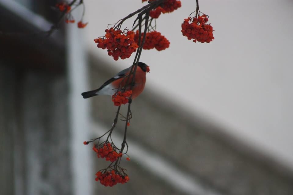 Пузатый обжора: в Киеве заметили редкостных зимних птиц