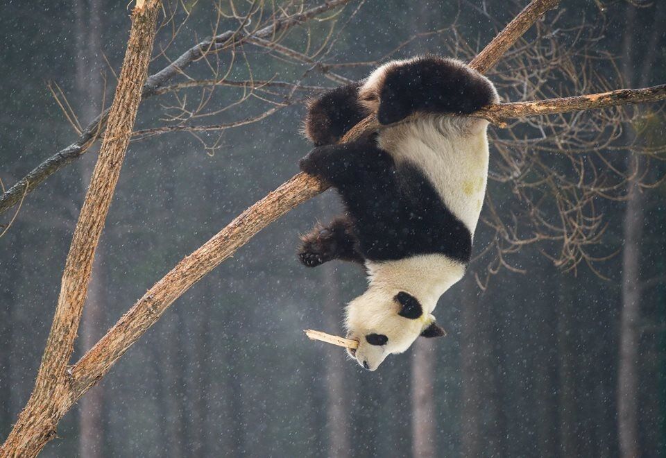 Холод и снег не пугают: опубликованы забавные фото панды из китайского зоопарка