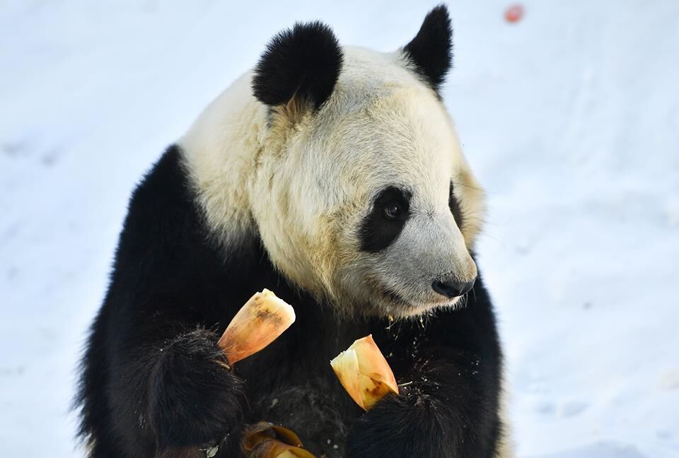 Холод и снег не пугают: опубликованы забавные фото панды из китайского зоопарка