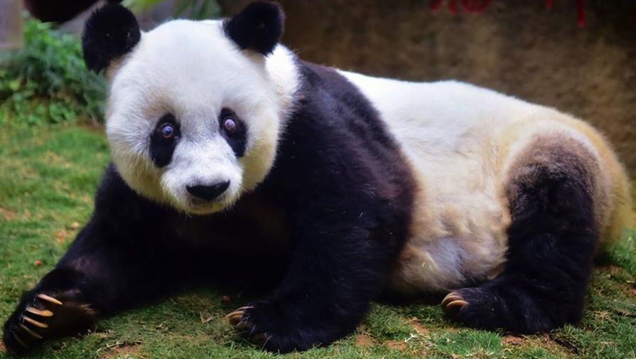 Самая старая панда с размахом отметила день рождения: опубликованы милые фото