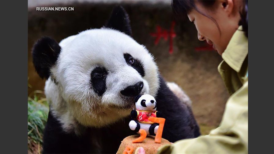 Самая старая панда с размахом отметила день рождения: опубликованы милые фото
