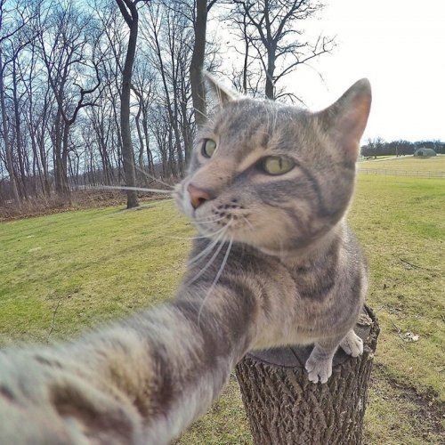 Дерзкий кот со своими селфи покорил соцсети