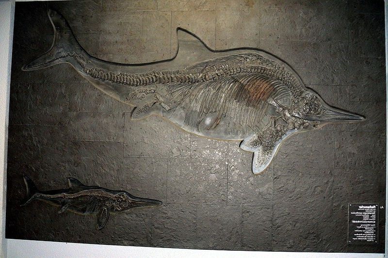 Большинство окаменелых останков найденных ихтиозавров были парными. Видимо это самки с детенышами. Это говорит о том, что эти динозавры были замечательными родителями