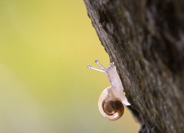 Невероятные прозрачные животные, которые действительно существуют: опубликована подборка