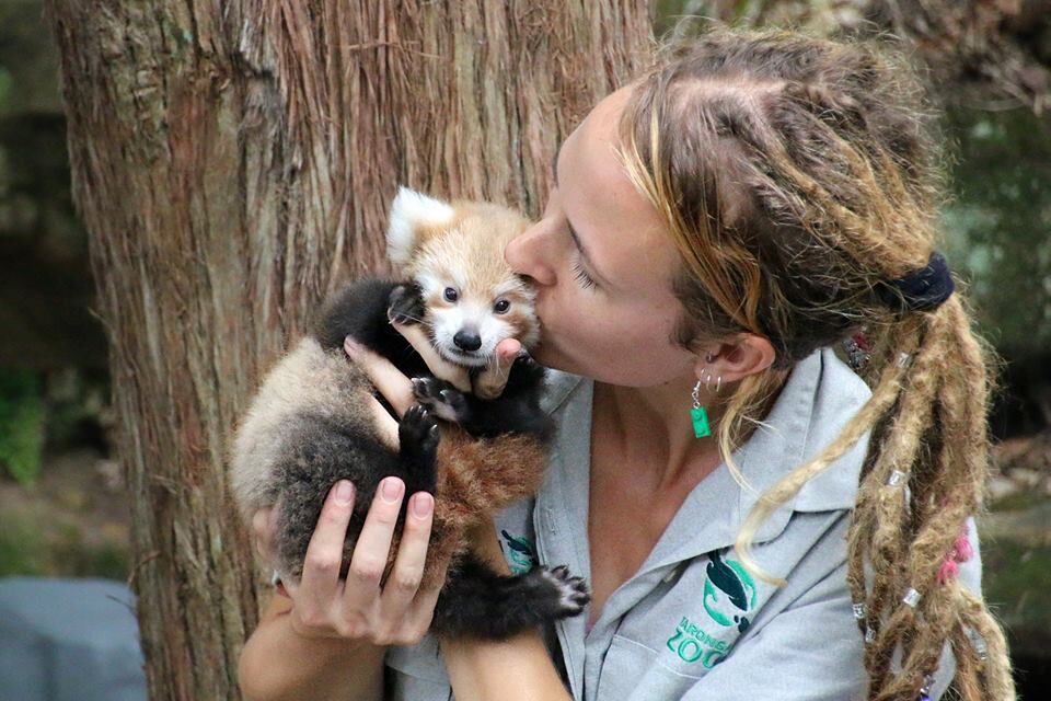 В Австралии спасли детеныша красной панды: умилительные фото
