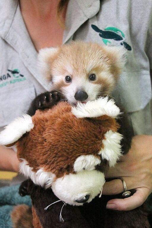 В Австралии спасли детеныша красной панды: умилительные фото