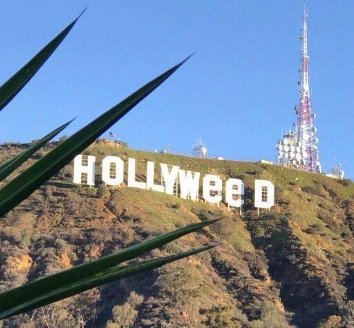 В США любитель травки поглумился над надписью Hollywood: опубликованы фото и видео