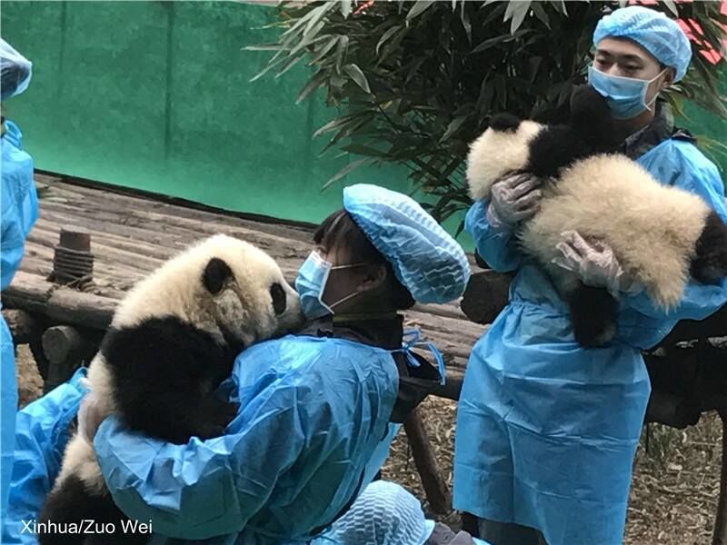 Чуть подросли: Китай умилил соцсети новой партией фото малышей-панд