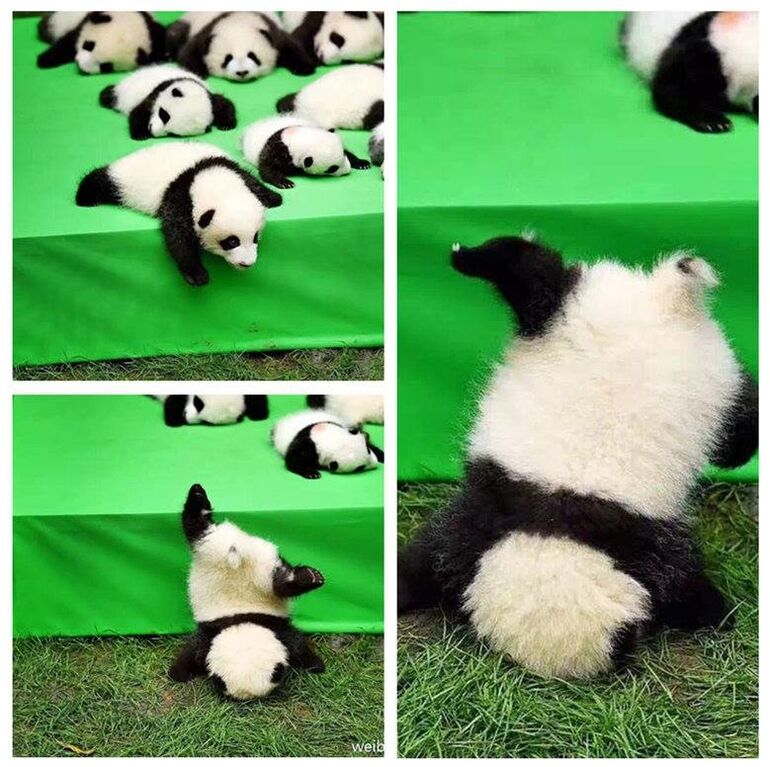 Чуть подросли: Китай умилил соцсети новой партией фото малышей-панд
