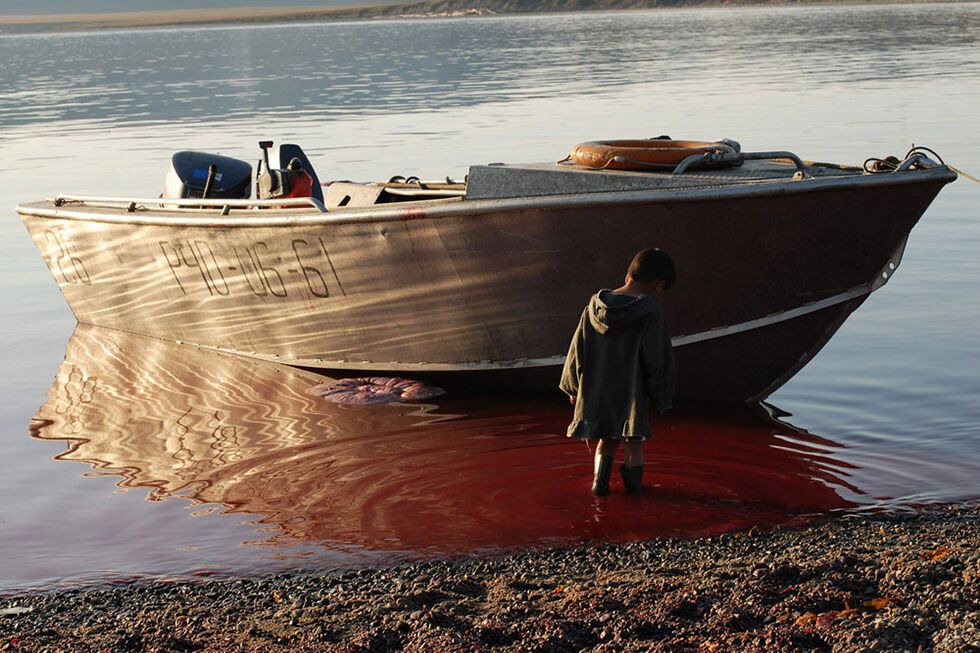 Появился впечатляющий фоторепортаж об охоте на моржей в России