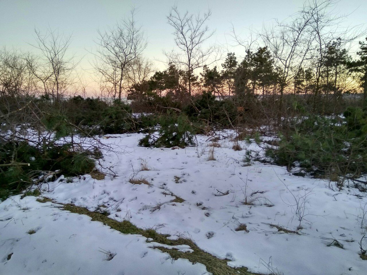 В Запорожской области вырубают деревья в бывшем заповеднике (ФОТО)