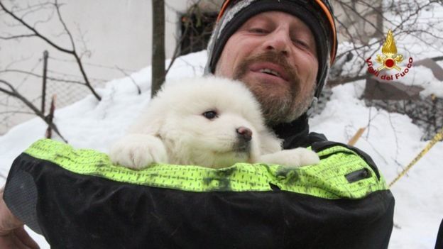 В Італії із заваленого лавиною готелю врятували трьох білосніжних цуценят 