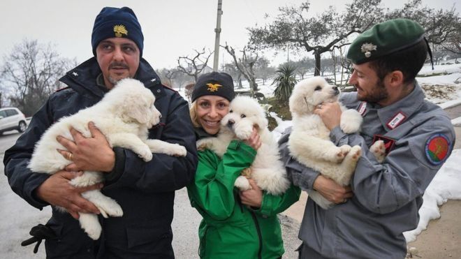 В Италии из заваленного лавиной отеля спасли трех белоснежных щенков 
