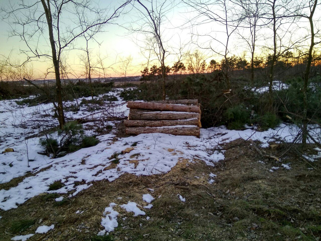 В Запорожской области вырубают деревья в бывшем заповеднике (ФОТО)