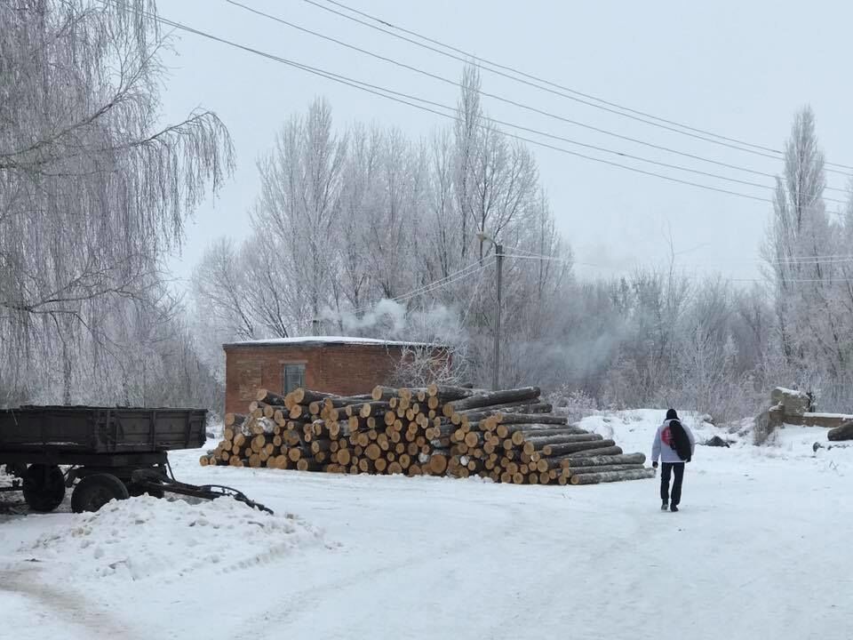 Лесоцид в Украине: журналист раскрыл преступную схему на сотни тысяч